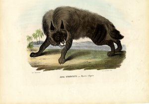 シマハイエナ、1863-79 作： Raimundo Petraroja