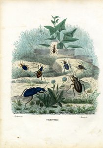 虎と地上のカブトムシ、1863-79