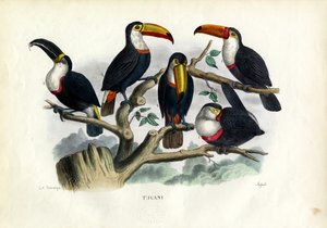 オオハシ、1863-79 作： Raimundo Petraroja
