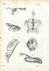 カメ、1863-79 作： Raimundo Petraroja