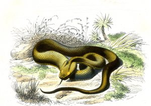 槍の穂先（Cophias Lanceolatus）-ベルナール・ジェルマン・ド・ランスペード（1856-1925）著『博物誌』より、P.Furme版、パリ。 作： Raimundo Petraroja