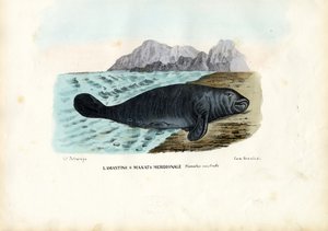 西インドのマナティー、1863-79