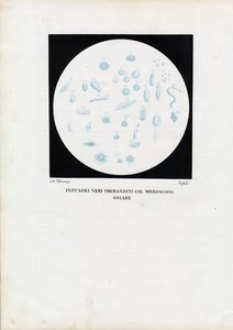 ホイールアニマル、1863-79 作： Raimundo Petraroja