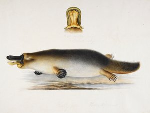 プールサイドのカモノハシ、くちばしの詳細、1820 年頃