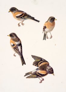 獦子鳥の4つの習作（油彩・紙）