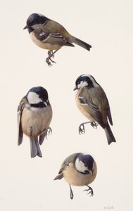 シジュウカラの4つの習作（油彩、紙）