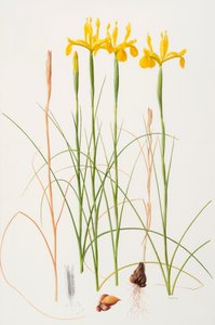 Iris spuria, 2002 （紙に油彩） 作： レイモンド・ブース