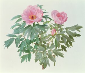 シャクヤク