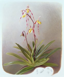 パフィオペディルム フィリピネンセ