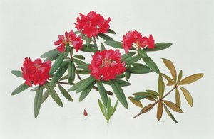 シャクナゲ