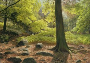 アデルの森の春の日差し