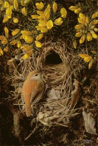 ゴースの茂みに巣を作るミソサザイの研究