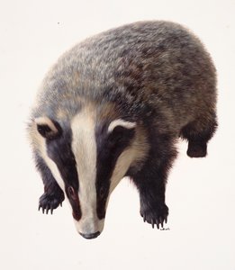 アナグマの習作（油彩・紙） 作： Raymond Booth