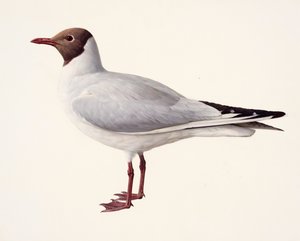 ユリカモメの習作（油彩・紙）