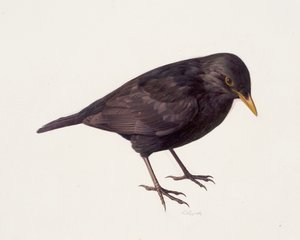 黒鳥の習作（油彩、紙）
