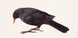 黒鳥の習作（油彩、紙） 作： レイモンド・ブース