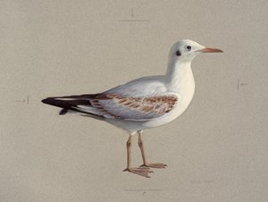 冬羽のユリカモメの幼鳥の習作（油彩・紙）