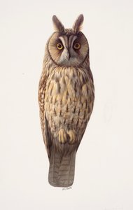 ミミズクの習作（油彩・紙） 作： レイモンド・ブース