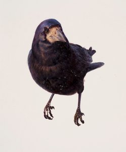 カラスの習作（油彩・紙）