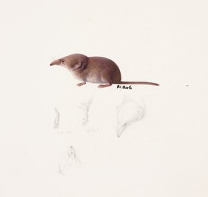 トガリネズミの習作（油彩、鉛筆、紙）