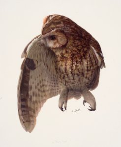 シマフクロウの習作（油彩・紙）