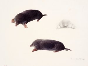 モグラに関する3つの研究 作： レイモンド・ブース