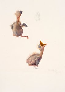 クロツグミの巣立ちに関する2つの研究