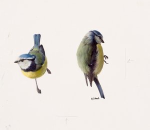 青いシジュウカラの習作2点（油彩、紙）