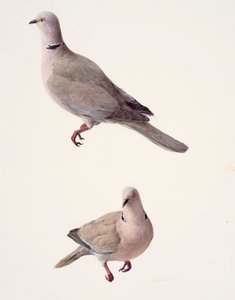 首輪をつけた鳩の習作2点（油彩、紙）
