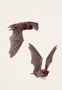 ツチコウモリの習作2点（油彩・紙）