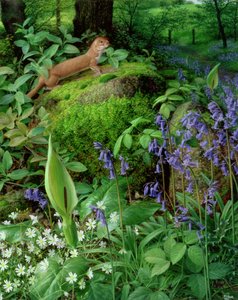春の花とイタチ