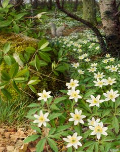 アネモネ、4月下旬（油彩・板）