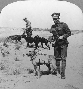 応急処置犬、第一次世界大戦、c1914-c1918
