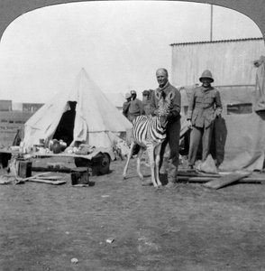 ペットのシマウマ、東アフリカ、第一次世界大戦、1914-1918を持つ南アフリカの砲手。