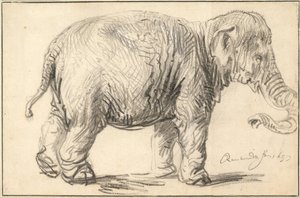 象、1637年 作： Rembrandt van Rijn
