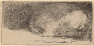眠っている子犬 作： Rembrandt van Rijn