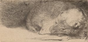 眠っている子犬、c。 1640年。 作： Rembrandt van Rijn