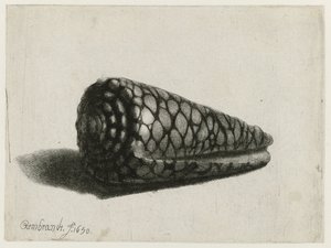 シェル (Conus marmoreus) シェル
