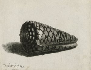 シェル（Conus marmoreus）、1650 作： Rembrandt van Rijn