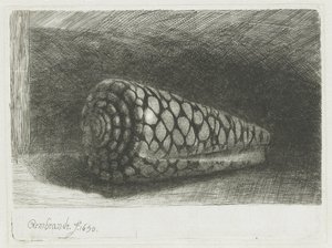 シェル 作： Rembrandt van Rijn