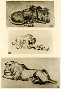 3つのライオンの研究 作： Rembrandt van Rijn