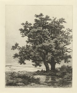 湖の 2 つのオーク