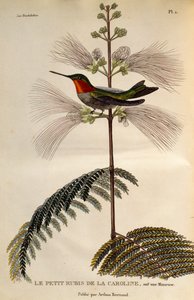 ルビーノド ハチドリ (Archilochus colubris)、「Les trochilidees ou les colibris et les oiseaux-mouches」からの彫刻 作： René Primevère Lesson