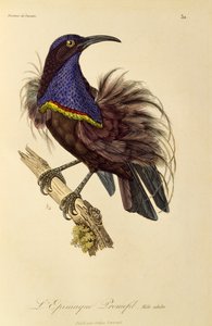 パラダイス ライフルバード (Ptiloris paradiseus) の成人男性、極楽鳥とエピマグの自然史からの彫刻 作： René Primevère Lesson