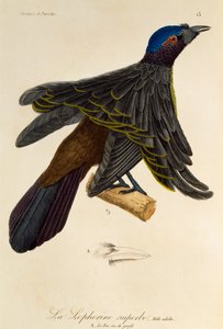 極楽鳥 (Lophorina superba) の成人男性、極楽鳥とエピマグの自然史からの彫刻 作： René Primevère Lesson
