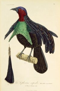 極楽鳥 (Lophorina superba) の成人男性、極楽鳥とエピマグの自然史からの彫刻 作： René Primevère Lesson