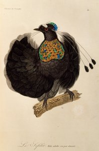 西部のパロティア (Parotia sefilata) の成人男性、極楽鳥とエピマグの自然史からの彫刻 作： René Primevère Lesson