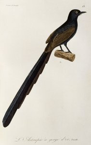ゴルゲット 極楽鳥のメス、極楽鳥とエピマグの自然史からの彫刻 作： René Primevère Lesson
