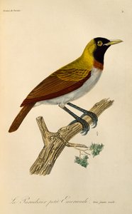 レッサー バード オブ パラダイス (Paradisaea マイナー) の若い男性、極楽鳥とエピマグの自然史からの彫刻 作： René Primevère Lesson