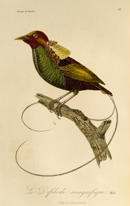 壮大な極楽鳥 (Cicinnurus magnificus) の男性、極楽鳥とエピマグの自然史からの彫刻 作： René Primevère Lesson